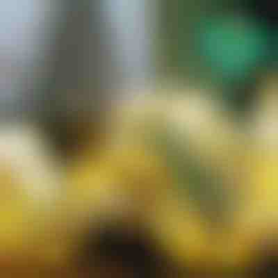 Λαμπερή χριστουγεννιάτικη κορδέλα (500 cm) | SHINESTRAP 1+1 ΔΩΡΕΑΝ