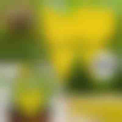 Αυτοκόλλητες παγίδες μυγών (10 τεμ.) | BUGILURE