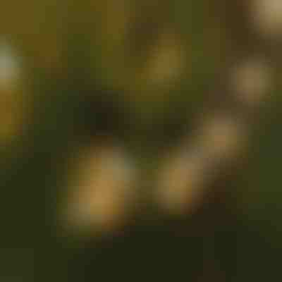 Φώτα γιρλάντα G40 Globe - 25 λαμπτήρες, 7,5 μ., επεκτάσιμα | YARDBULBS